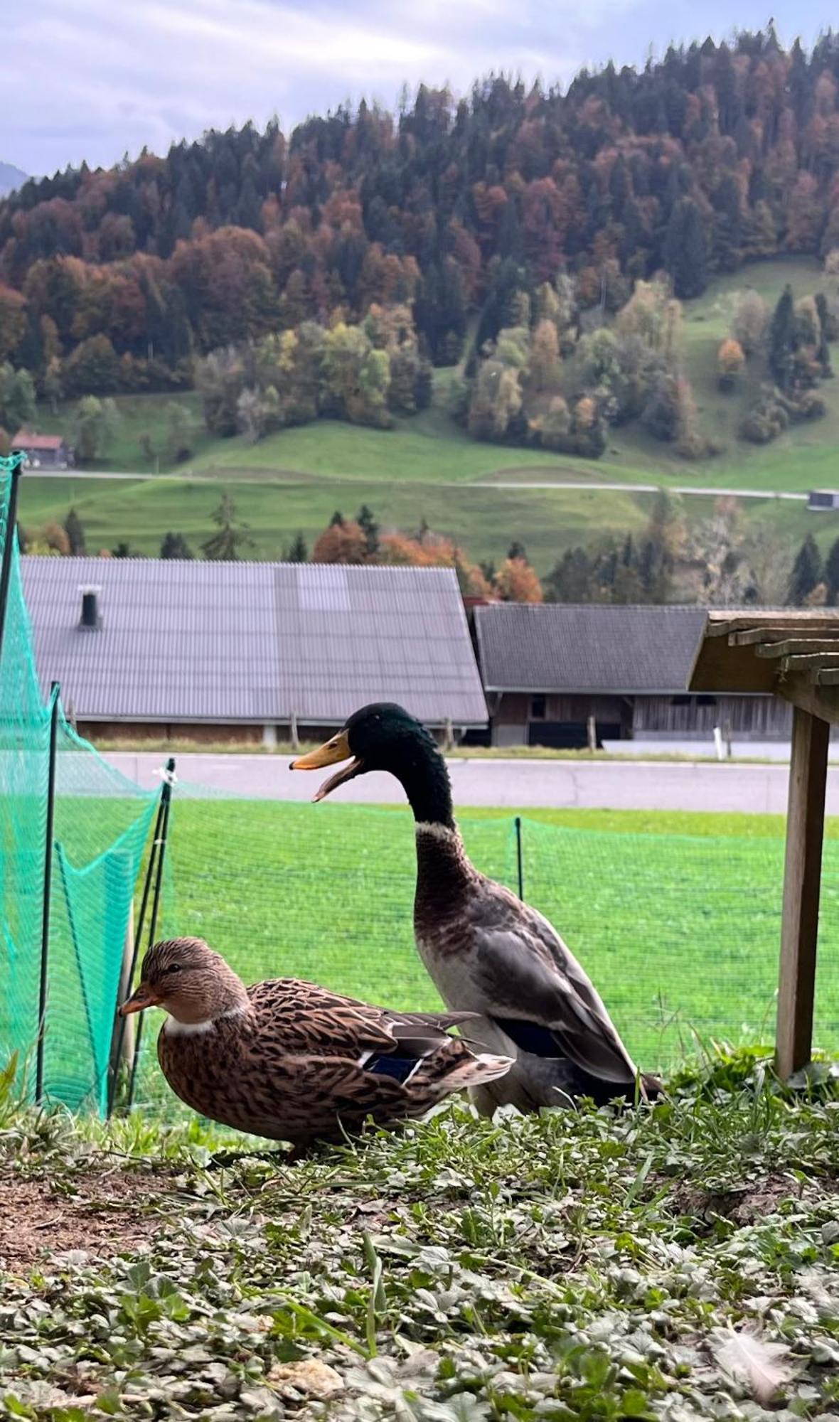 Ferienwohnung Schoenenbuehl ヒッティザウ エクステリア 写真